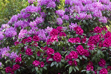 A flowering rhododendron bush. Pink flowers of rhododendron close-up
