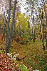 Picturesque autumn landscape. Forest with yellowed trees and fallen leaves. Rock in the autumn forest