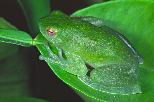 Doris' Lime Treefrog, Sphaenorhynchus dorisae