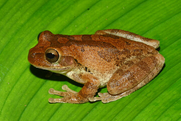 Obraz premium Mexican treefrog, Smilisca baudinii