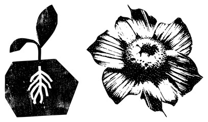 Fototapeta premium Black and White Vintage Plant and Flower Vector Illustrations