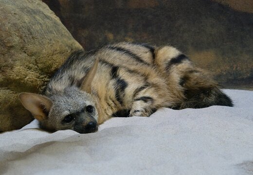 Aardwolf