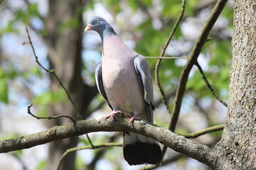 a turtle dove basks in the first spring sun