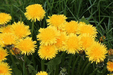 bright colors of early spring