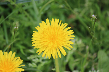 bright colors of early spring