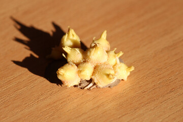 a wonderful, original look of potatoes sprouting in the warmth