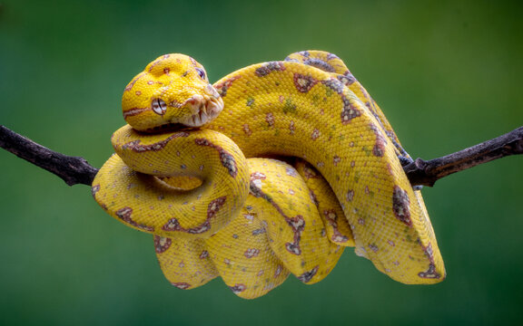 View of a yellow tree python snake, coiled tightly on a stark branch, its scales a mosaic of yellow hues against a blurred green backdrop, Batam, Indonesia.
