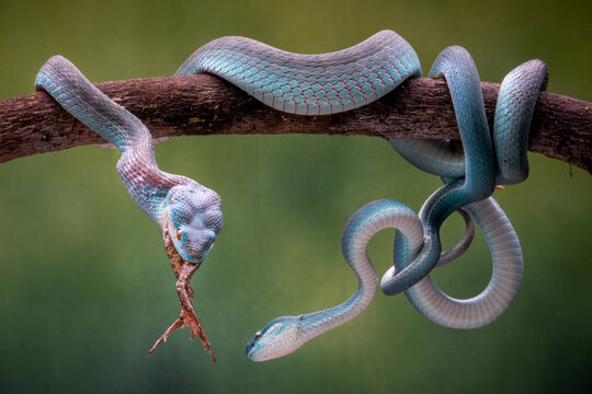 View of two vibrant blue insularis pit vipers perched on a branch, their scales shimmering against the muted green backdrop, hunting for prey, Batam, Indonesia.