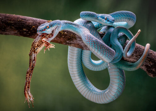 View of two vibrant blue insularis pit vipers intertwined on a branch, one devouring a frog in a display of nature's raw beauty, Batam, Batam, Indonesia.