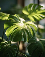 Close-Up of a Monstera Plant Leaf with Sunlight Highlighting Its Features