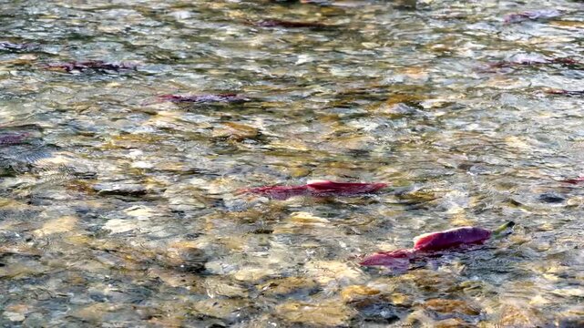 Mature Red Sockeye Salmon Ready to Spawn 4K UHD.Sockeye salmon swimming upstream to spawn in the Adams River, British Columbia, Canada. 4K UHD.
