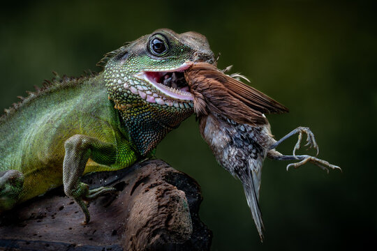 View of a Chinese Water Dragon green lizard devouring a brown bird, showcasing nature's raw power and contrasting textures, Bandung, Java, Indonesia.