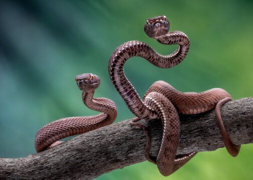 View of two shore pit viper snakes winding around a rough branch, their scales contrasting against the soft bokeh background, Sumatra, Sumatra, Indonesia.