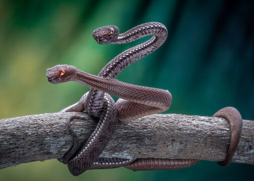 View of two shore pit viper venomous snakes, intertwined on a branch, their scales shimmering in the diffused light against a backdrop of teal and green, Sumatra, Indonesia.