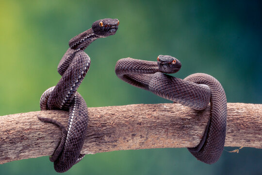 View of two shore pit viper snakes coiled on a branch, their scales shimmering with dark iridescence against the blurred green backdrop, Sumatra, Sumatra, Indonesia.