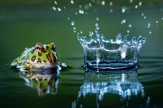 View of a Pacman Frog resting calmly near a water droplet creating a splash in a serene pool, showcasing nature's delicate balance, Sao Paolo, Brazil.
