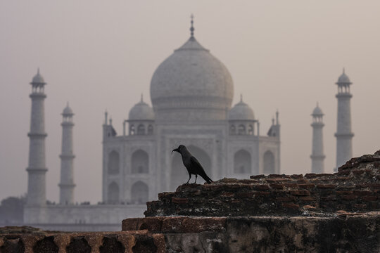 view of a crow perched on ancient brickwork, with the ethereal Taj Mahal rising in the misty distance, Agra, India.
