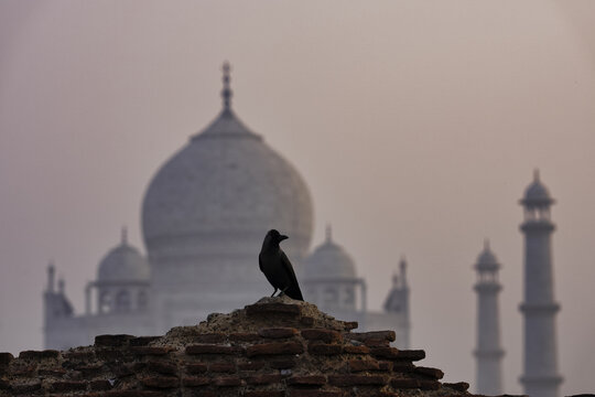 view of a lone crow perched atop ancient brickwork, with the ethereal Taj Mahal fading into the dusky pink horizon, Agra, Uttar Pradesh, India.