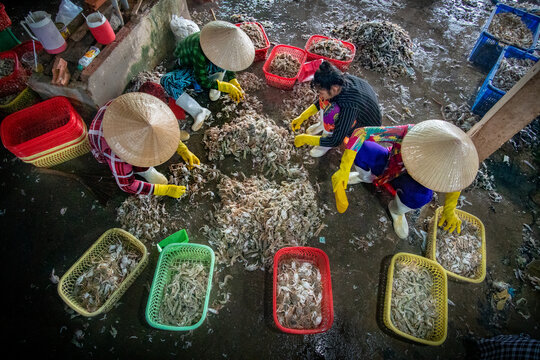 View of workers in conical hats sort through piles of shrimp, their colorful clothes a stark contrast to the grey floor, Bac Lieu, Mekong Delta, Vietnam.