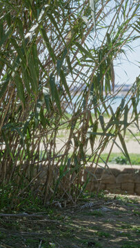 Arundo donax growing in sunny torrevieja, spain with beach background, displaying tall green reeds and bright blue sky in serene outdoor environment.