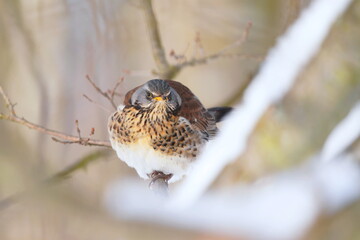 Fototapeta premium Winter scene wit a fieldfare. Turdus pilaris. A thrush sits on branch