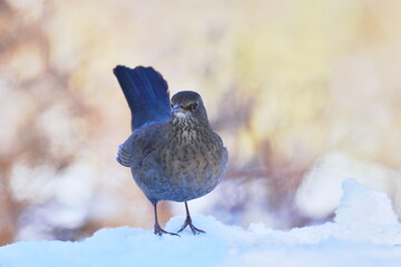 Fototapeta premium A female blackbird sits in the snow and looks for food. Winter scene with a blackbird. Turdus merula
