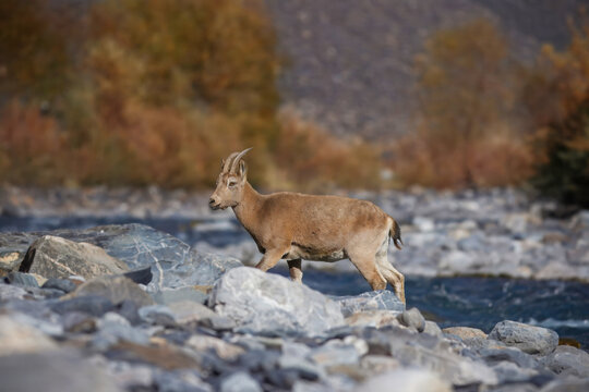 View of an ibex gracefully stepping across the rocky terrain of a flowing river, against a backdrop of autumn-tinged trees, Hunza, Gilgit, Pakistan.