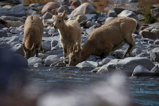 View of three serene ibexes drinking from a clear, flowing stream surrounded by grey and white rocks under the soft light of day, Hunza, Gilgit, Pakistan.