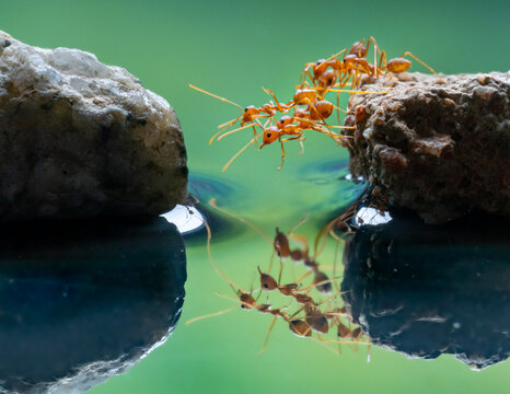 View of a team of red ants collaborating to create a living bridge between two rocks, mirrored in the tranquil water, Batam, Indonesia.