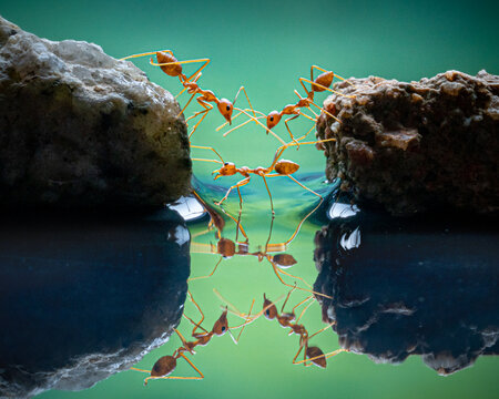 View of teamwork as red ants create a bridge between jagged rocks over still water, their reflections mirroring the scene, Batam, Batam, indonesia.