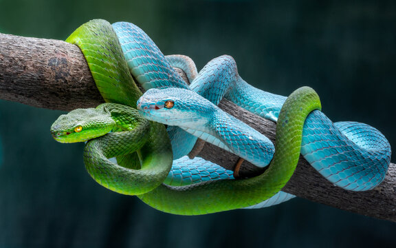 View of emerald green and vibrant blue snakes intertwined on a branch, scales shimmering against a dark background, Batam, Batam, Indonesia.