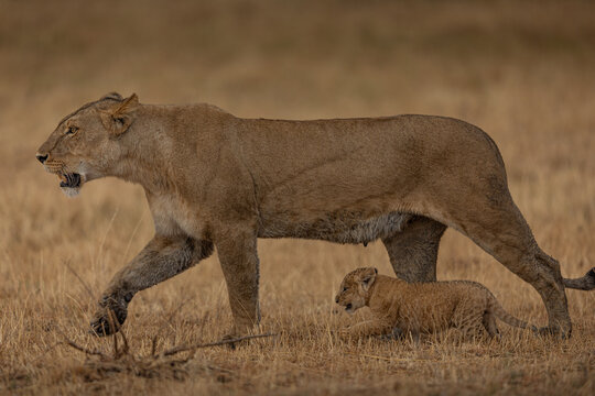 View of a lioness strides purposefully across the golden savanna, her cub trailing behind, a scene of raw beauty and familial bond, Narok, Kenya.