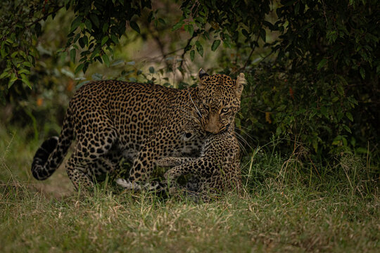 View of a mother leopard and its cub playfully embracing amidst the tall grasses and under the dappled shade of leafy trees, Narok, Rift valley, Kenya.