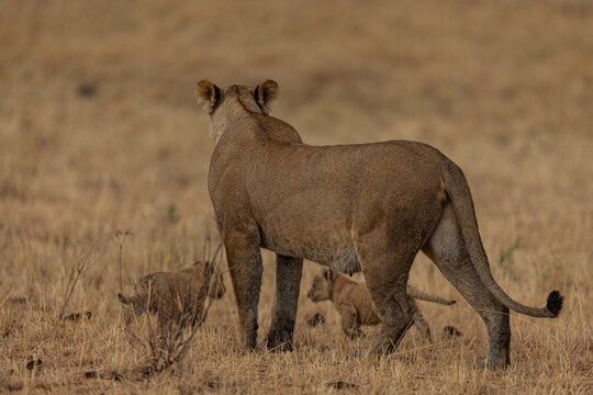 View of a lioness standing guard over her playful cubs in the golden, sun-dried savanna grasses, a scene of raw beauty and familial love, Narok, Rift valley, Kenya.