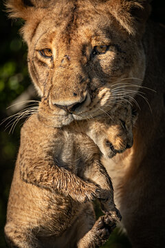 View of a lioness gently carries her cub, its fur a shade lighter against the dark green foliage, in a tender moment of maternal care, Narok, Kenya.
