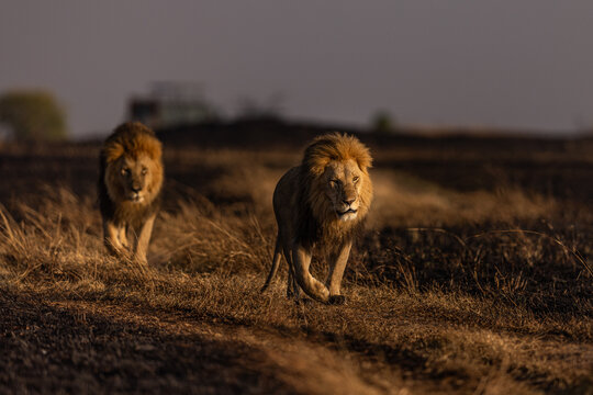 View of two majestic male lions prowling through the golden grasses under a dusky sky, their eyes gleaming with primal intensity, Narok, Rift valley, Kenya.