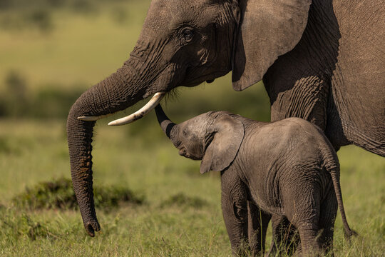 View of an elephant mother gently touches her baby amidst the vast green plains, a tender moment captured forever, Narok, Rift valley, Kenya.