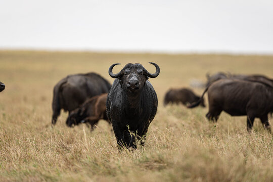 View of a powerful Cape buffalo strides confidently through the golden savanna, its dark coat glistening under the African sky in Narok, Rift valley, Kenya.