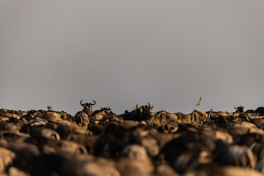 View of a vast herd of wildebeest stretches across the plains under a pale sky, a journey through the heart of Africa, Narok, Rift valley, Kenya.