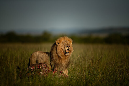 View of a majestic male lion with a golden mane stands guard over its kill in the tall savannah grass, Lolgorian, Rift valley, Kenya.