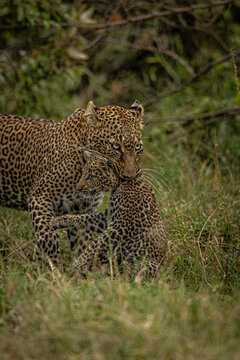 View of a leopard mother gently carrying her cubs through the tall grasses, their spotted coats blending with the verdant landscape, Narok, Kenya.