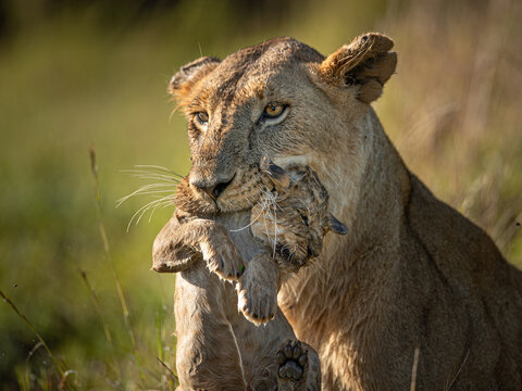 View of a powerful lioness, with piercing eyes and tawny fur, cradles her young cub gently in her jaws amidst the golden grasses, Narok, Rift valley, Kenya.