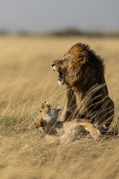View of a majestic male lion, with its thick mane and piercing gaze, stands guard over a lioness amidst the golden savanna, Narok, Rift valley, Kenya.