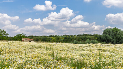 Fields of Chamomile under a blue sky with a rustic hut and distant trees creating a peaceful rural scene
