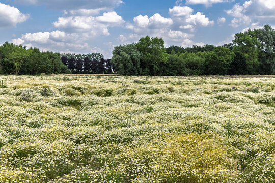 Fields of Chamomile under a blue sky with a rustic hut and distant trees creating a peaceful rural scene