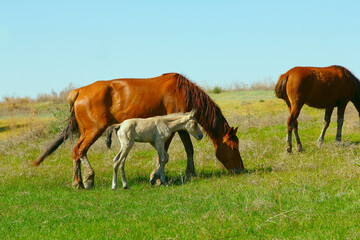 Obraz premium Wild Horses and Young Foal Grazing on a Dry Summer Steppe Pasture