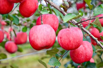 Obraz premium Ripe Red Apples Hanging on a Tree Branch in a Fruit Orchard