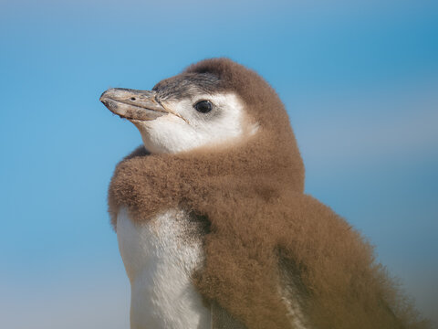 View of a fluffy, brown Magellanic penguin chick with a white chest and head stands against a bright, clear blue sky, Isla Magdalena, Chile.
