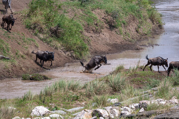 A large stream of wildebeest across the Talek river. Masai Mara, Kenya