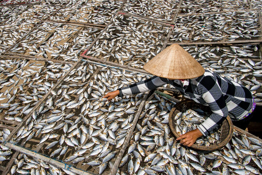 View of a woman wearing a conical hat and checkered shirt tending to trays of drying fish under the sun's intense glare, Phan Ri Cua, Vietnam.